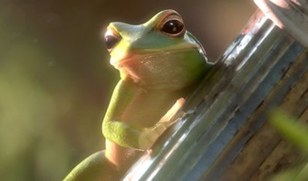 Courts métrages offerts